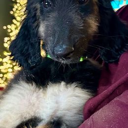 Girl 1 - Black and tan female Afghan Hound puppy in Carlisle, Pennsylvania from Winterberry Afghan Hounds