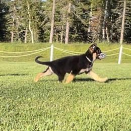 German Shepherd Puppies from Ca-She Shepherds