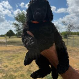 Lexie - Black female Poodle puppy in Lakehills, Texas from Simply Southern Retrievers, LLC