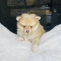 Teddy - Beaver sable male Pomeranian puppy in Garvin, Oklahoma from Hochatown Awesome Aussies