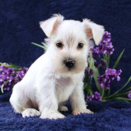 Miniature Schnauzer Puppies from Clay Hill Kennels