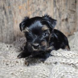 Jacey - Black and gold female Yorkshire Terrier puppy in Mountain Grove, Missouri from Precious Puppies