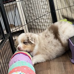Australian Shepherd Puppies from Crystalbrook Aussies
