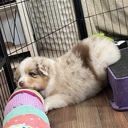 Australian Shepherd Puppies from Crystalbrook Aussies