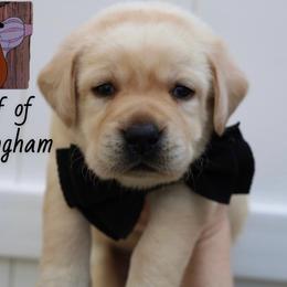 Sheriff Of Nottingham - Yellow male Labrador Retriever puppy in Ocala, Florida from Moon river Labradors