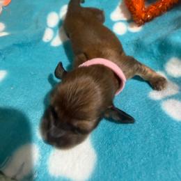 Pink collar female - Red female Dachshund puppy in Pleasant Plains, Arkansas from JGBs Dachshunds