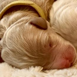 Yellow girl - Caramel female Australian Labradoodle puppy in Upland, California from Kings Labradoodles