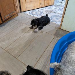 Freda - Black and silver female Miniature Schnauzer puppy in Ogema, Minnesota from Belinda Donley's Miniature Schnauzer