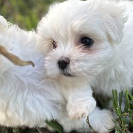 Maltese from Purebred Maltese puppies Florida