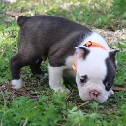 Dash - Brindle and white male Boston Terrier puppy in Brooksville, Florida from I Love Pups