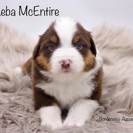 Miniature American Shepherd and Miniature Australian Shepherd Puppies from Borderview Aussies