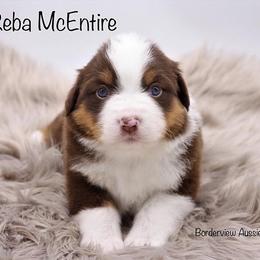 Miniature American Shepherd and Miniature Australian Shepherd Puppies from Borderview Aussies