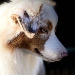Australian Shepherds from Pine Spring Australian Shepherds