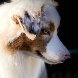 Australian Shepherds from Pine Spring Australian Shepherds