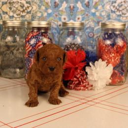 Sammy - Red  male Poodle puppy in Pottersville, Missouri from Christina Miller's Poodles