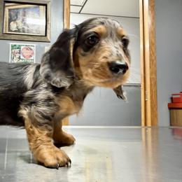 Dachshund Puppies from Dachshundsnextdoor