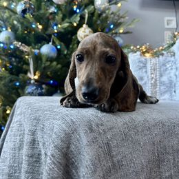 Otis - Brindle male Dachshund puppy in Temecula, California from Naomi Magee's Dachshund Kennel