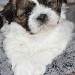 Shih Tzu Puppies from Mimi's Shih Tzus