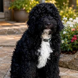 Tux Price 1350. - Black and white male Aussiedoodle puppy in Midlothian, Texas from Gray Doodles