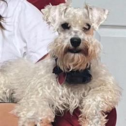 Thunder - Schnoodle