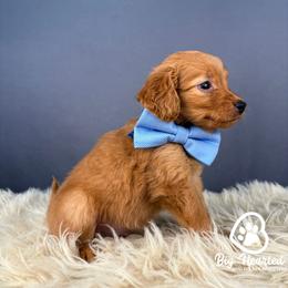 Storm - Red  male Goldendoodle puppy in Utah County, Utah from Big Hearted Breeders