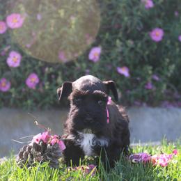 AKC Osaka (Pink) - Black female Miniature Schnauzer puppy in Vista, California from Olympus Schnauzers