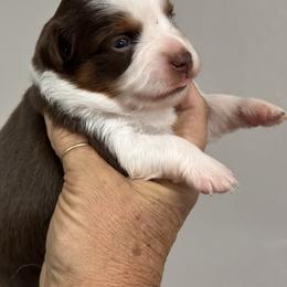 Kelly - Red tri-color female Australian Shepherd puppy in Hico, Texas from Chisholm Trail Kennels