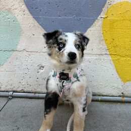 Miniature Australian Shepherd Puppies from Yarborough Kennels