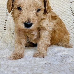 Hamilton - Apricot male Maltipoo puppy in Buckeye, Arizona from Little Loves Maltipoos