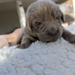 White Girl - Beige female Newfoundland puppy in Independence, Missouri from K & L Ranch