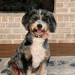 Millie - Bernedoodle