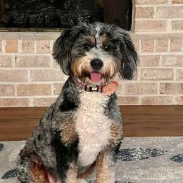 Millie - Bernedoodle