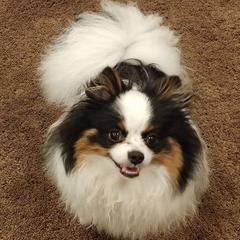 Pomeranians from Tanya's Pixie Pups