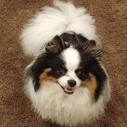 Pomeranians from Tanya's Pixie Pups