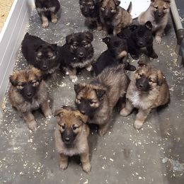 German Shepherd Puppies from Sprague's German Shepherds