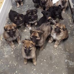 German Shepherd Puppies from Sprague's German Shepherds