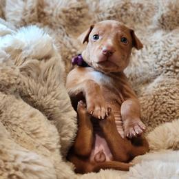Red Boy - Red golden male Pharaoh Hound puppy in Snohomish, Washington from ACE Pharaoh Hounds