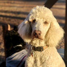 Poodle Puppies from Sue's Poodles and Doodles