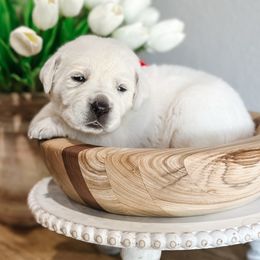 5th pick female - Yellow female Labrador Retriever puppy in Mt. Vernon, Texas from Bohlken Labradors