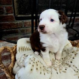 Miniature Australian Shepherd Puppies from Nate Black