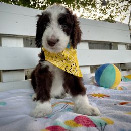 Sheepadoodle Puppies from Pawsome Doodle Haven