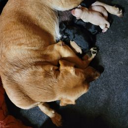 Labrador Retriever Puppies from Long Creek Labradors