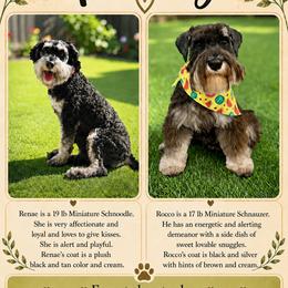 Schnoodle puppies from Gunnie Luv, LLC