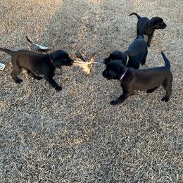 Girl 4 - Black female Labrador Retriever puppy in Mt. Olive, North Carolina from Goshen Swamp Retrievers