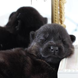 Brietta - Black and cream female German Shepherd puppy in De Land, Florida from 3B’s Animal Artistry