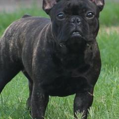 Cane Corso and French Bulldogs from Phantom Corsos