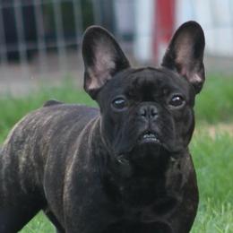 Cane Corso and French Bulldogs from Phantom Corsos