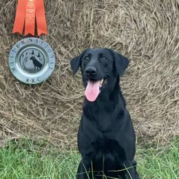 Golden Retrievers and Labrador Retrievers from Iron Sky Retrievers