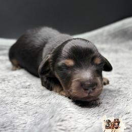 MAJOR - Black and tan male Dachshund puppy in Alto, Texas from Double W Doxies