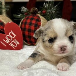 Chihuahua Puppies from Sunset Eves Chihuahuas